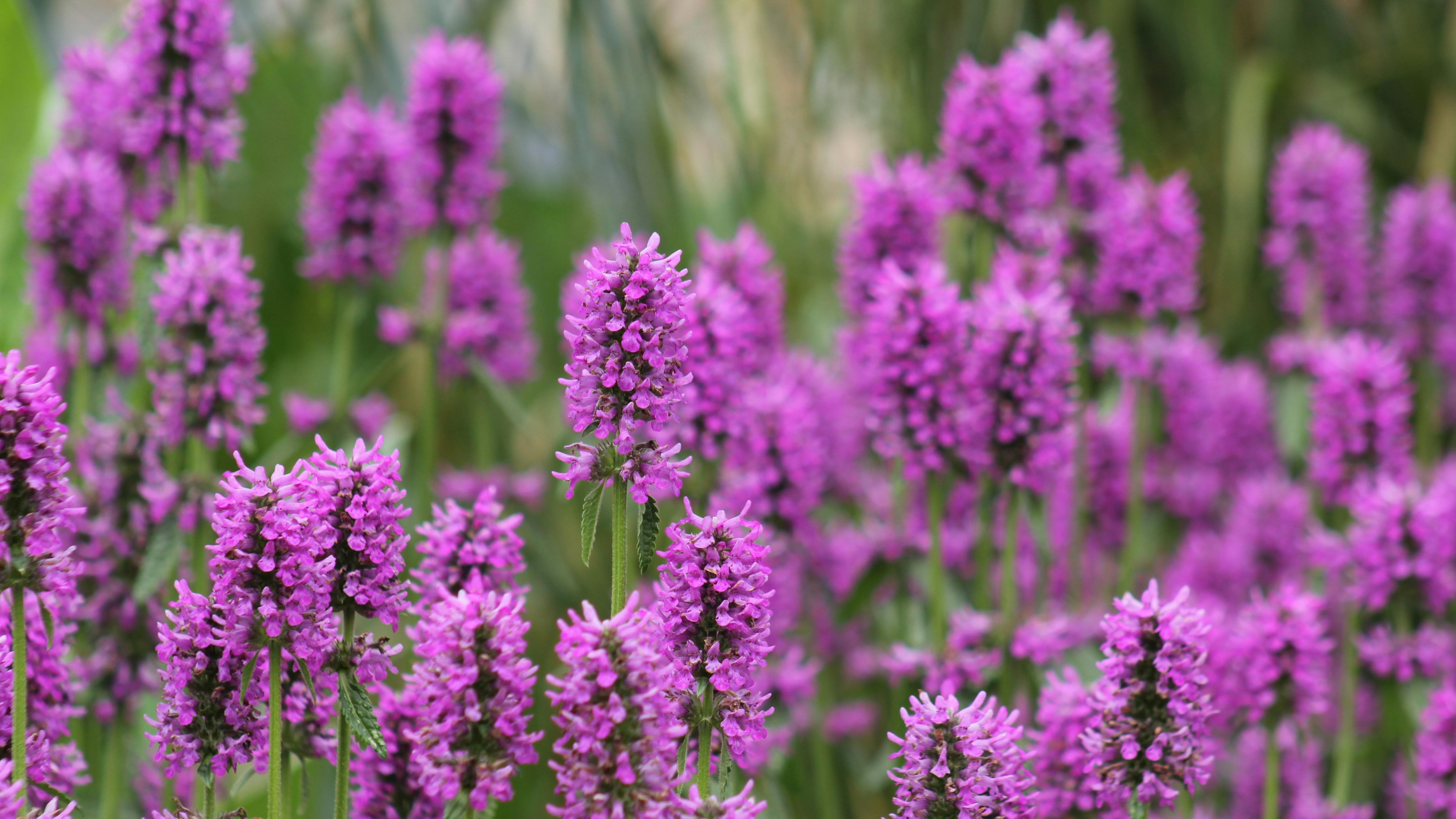 Vaste planten voor een tuin die blijft bloeien: ontdek de kracht van Plantenplein!