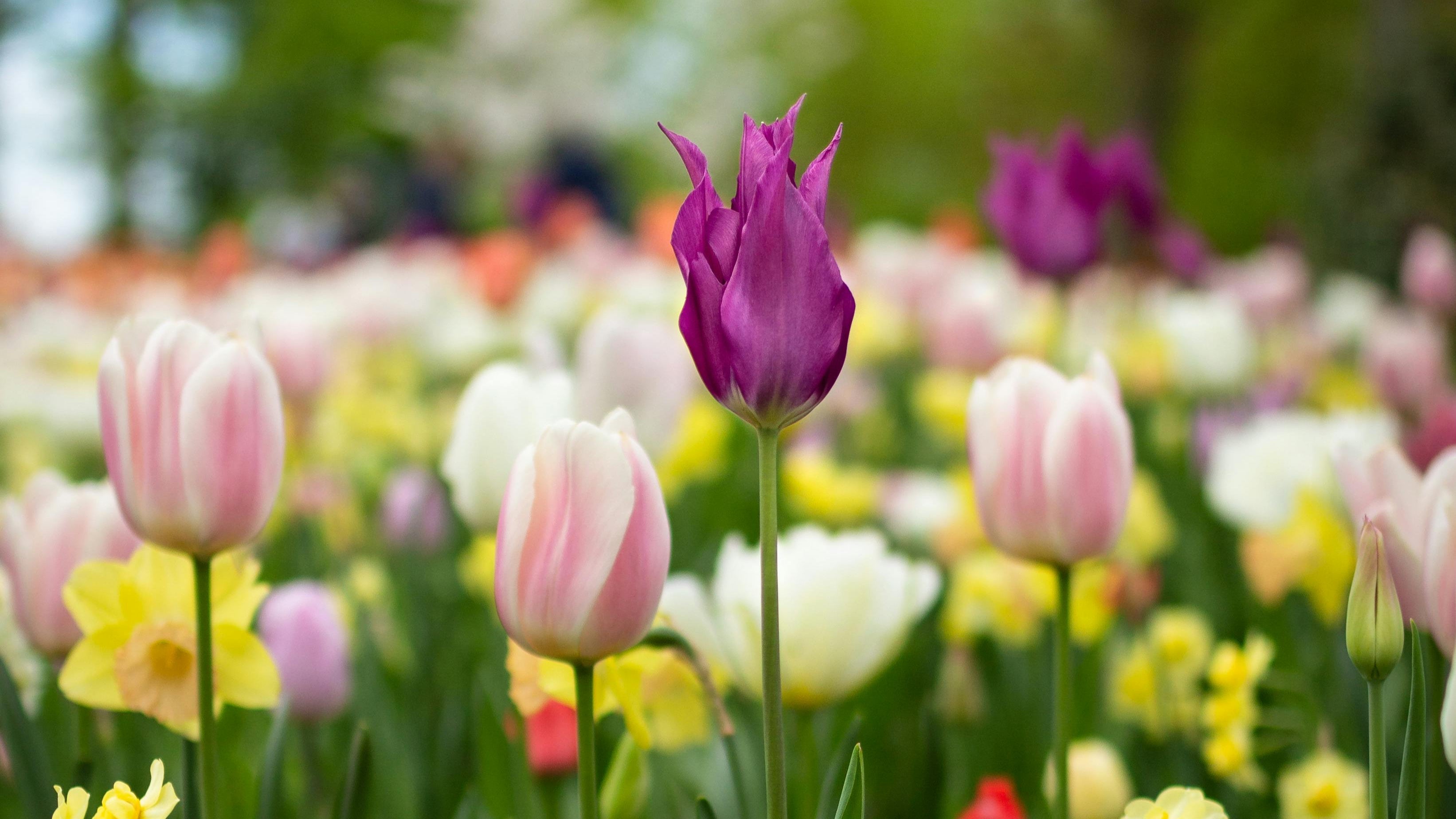 Waarom vaste planten een slimme keuze zijn voor jouw tuin