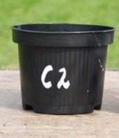 Vaste Planten C2