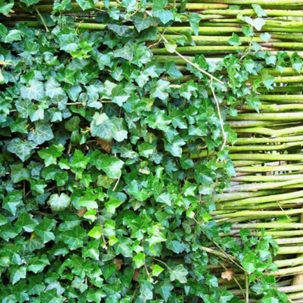 Klimplanten