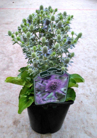 Vaste Planten V2 (vierkante pot)